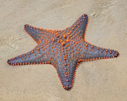 Multicolored knobbed starfish (Pentaceraster mammillatus) Multicolored knobbed starfish (Pentaceraster mammillatus)