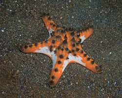 Etoile de mer à cornes (Protoreaster nodosus) Etoile de mer à cornes (Protoreaster nodosus)