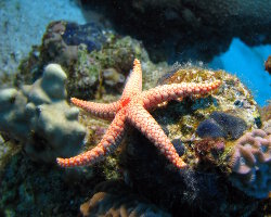 Etoile de mer à mailles rouges (Fromia monilis) Etoile de mer à mailles rouges (Fromia monilis)