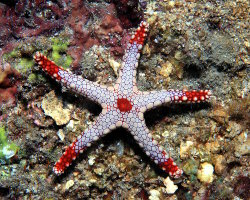 Etoile de mer à mailles rouges (Fromia monilis) Etoile de mer à mailles rouges (Fromia monilis)