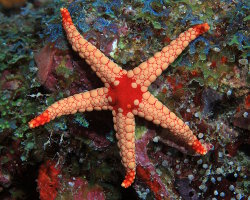 Etoile de mer à nodules (Fromia nodosa)