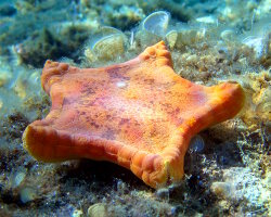 Etoile de mer biscuit (Peltaster placenta)