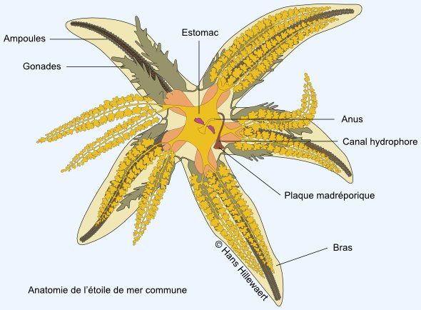 Anatomie de l'étoile de mer commune