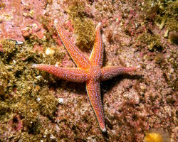 Etoile de mer commune (Asterias rubens) Etoile de mer commune (Asterias rubens)