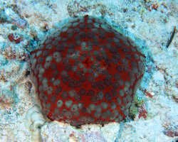 Etoile de mer coussin de requin (Culcita schmideliana) Etoile de mer coussin de requin (Culcita schmideliana)
