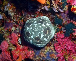 Etoile de mer coussin du Pacifique (Culcita novaeguineae)