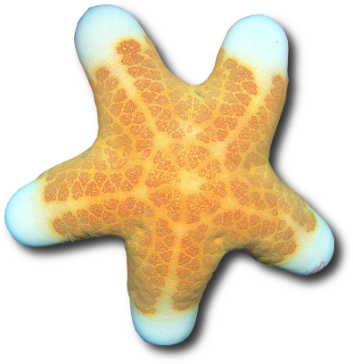 L'étoile de mer coussin granuleuse (Choriaster granulatus) © Alexander Ogurtsov | Dreamstime.com L'étoile de mer coussin granuleuse (Choriaster granulatus) © Alexander Ogurtsov | Dreamstime.com