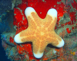 Etoile de mer coussin granuleuse (Choriaster granulatus) Etoile de mer coussin granuleuse (Choriaster granulatus)