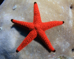 Indian sea star (Fromia indica) Indian sea star (Fromia indica)