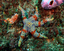 Etoile de mer mosaïque (Plectaster decanus)