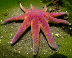Etoile de mer soleil pourpre (Solaster endeca) Etoile de mer soleil pourpre (Solaster endeca)