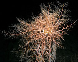 Gorgonocéphale géant (Astrophyton muricatum) Gorgonocéphale géant (Astrophyton muricatum)