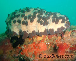 Concombre de mer cookie (Isostichopus badionotus)