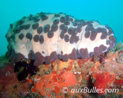 Concombre de mer cookie (Isostichopus badionotus)