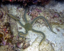 Ophiure verte (Ophiarachna incrassata) Ophiure verte (Ophiarachna incrassata)