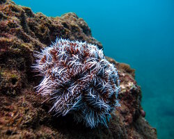 Oursin blanc (Tripneustes ventricosus)