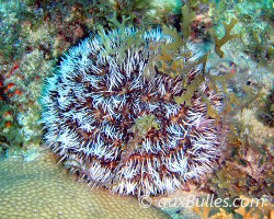 Oursin blanc (Tripneustes ventricosus)