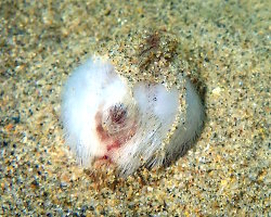 Oursin coeur commun (Echinocardium cordatum) Oursin coeur commun (Echinocardium cordatum)