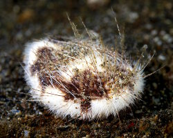 Oursin coeur (Maretia planulata) Oursin coeur (Maretia planulata)