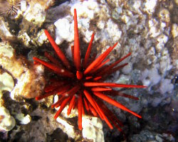 Oursin crayon (Heterocentrotus mamillatus)