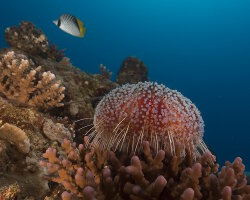 Oursin de feu de mer Rouge (Asthenosoma marisrubri) Oursin de feu de mer Rouge (Asthenosoma marisrubri)