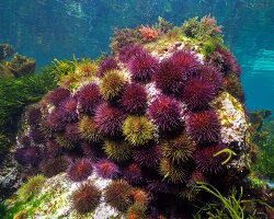 Oursin pierre (Paracentrotus lividus) Oursin pierre (Paracentrotus lividus)