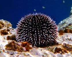 Oursin violet (Sphaerechinus granularis)