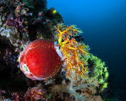 Pomme de mer (Pseudocolochirus violaceus) Pomme de mer (Pseudocolochirus violaceus)
