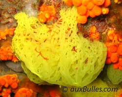 Eponge clathrine jaune (Clathrina clathrus) Eponge clathrine jaune (Clathrina clathrus)