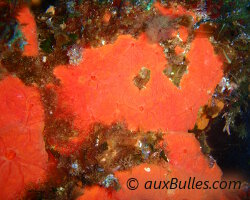 Eponge encroûtante orange-rouge (Crambe crambe) Eponge encroûtante orange-rouge (Crambe crambe)