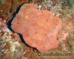 Eponge pierre (Petrosia ficiformis) Eponge pierre (Petrosia ficiformis)