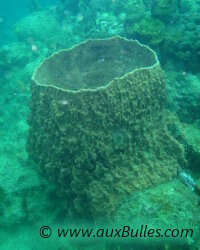 Eponge tonneau (Xestospongia muta) Eponge tonneau (Xestospongia muta)