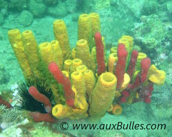 Eponge tube jaune (Aplysina fistularis) Eponge tube jaune (Aplysina fistularis)