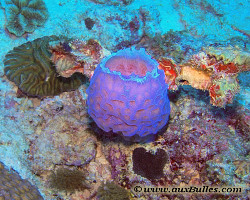 L'éponge vase bleu fluorescent