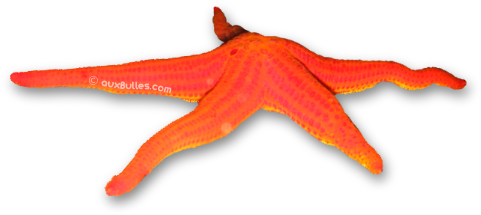 L'étoile de mer lisse (Hacelia attenuata)