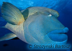 Un poisson napoléon participe au concours photo du Festival de l'Image Sous Marine (Festisub)