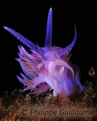 Flabelline mauve (Flabellina affinis)