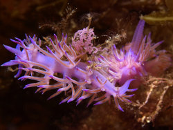 Flabelline mauve (Flabellina affinis) Flabelline mauve (Flabellina affinis)