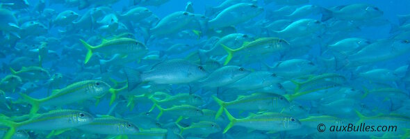 Un banc de poissons en Floride