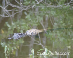 Le Parc National des Everglades Le Parc National des Everglades