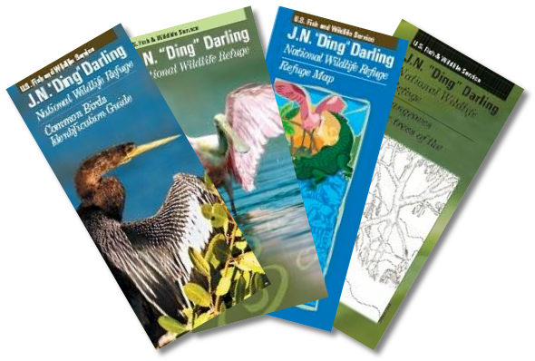 You will find brochures on the main bird species and different types of mangroves available at the visitor center You will find brochures on the main bird species and different types of mangroves available at the visitor center