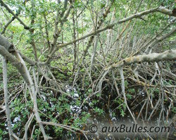 Des étendues d'eau bordées de mangrove !