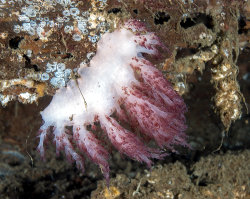 Dendronotidé rouge (Dendronotus rufus)