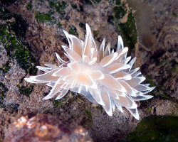 Nudibranche à liseré blanc (Dirona albolineata) Nudibranche à liseré blanc (Dirona albolineata)