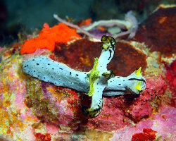 Notodoris de Serena (Notodoris serenae) Notodoris de Serena (Notodoris serenae)