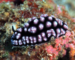 Phyllidie pustuleuse (Phyllidiella pustulosa) Phyllidie pustuleuse (Phyllidiella pustulosa)