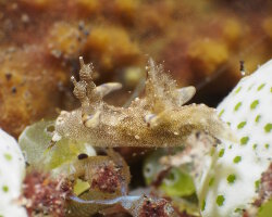 Nudibranche Trapania palmula (Trapania palmula)