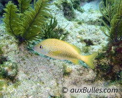 Gorette blanche (Haemulon plumieri) Gorette blanche (Haemulon plumieri)