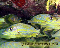 Gorette bleue (Haemulon sciurus) Gorette bleue (Haemulon sciurus)