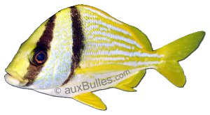 The porkfish (Anisotremus virginicus)